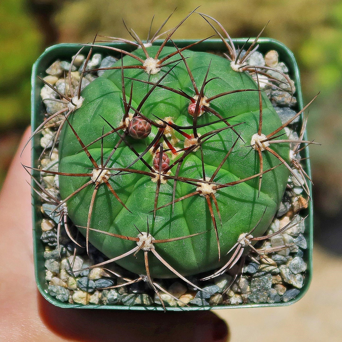 Gymnocalycium chiquitanum - Chin Cactus
