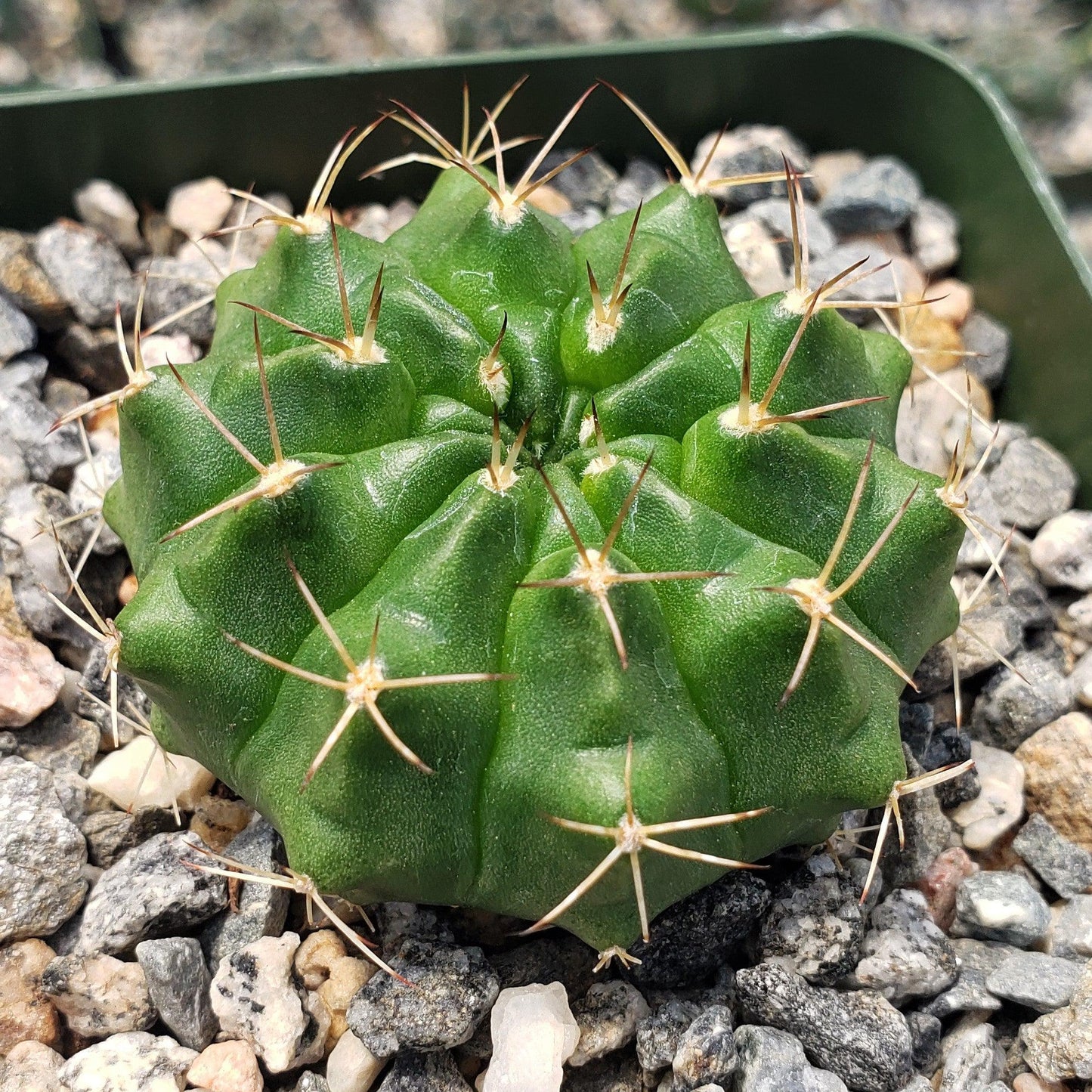 Gymnocalycium damsii torulosum