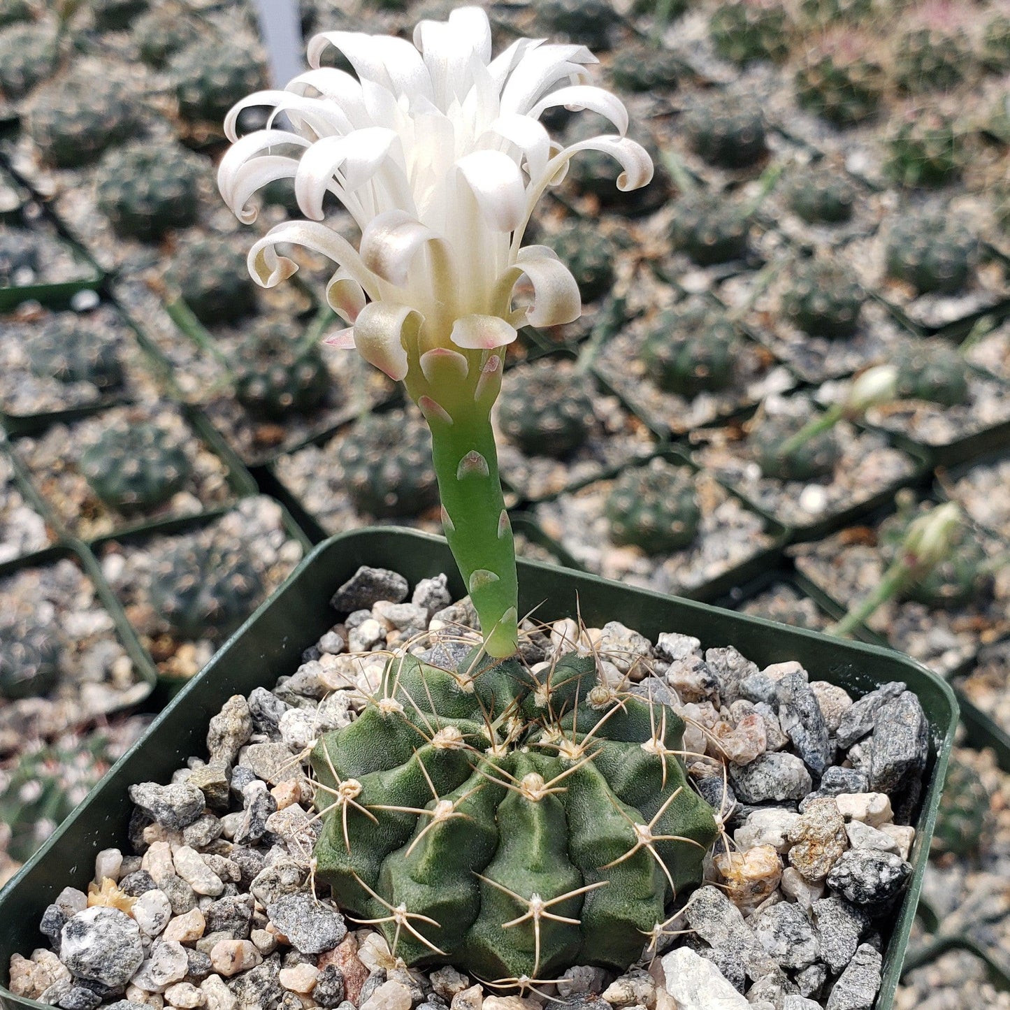 Gymnocalycium damsii torulosum