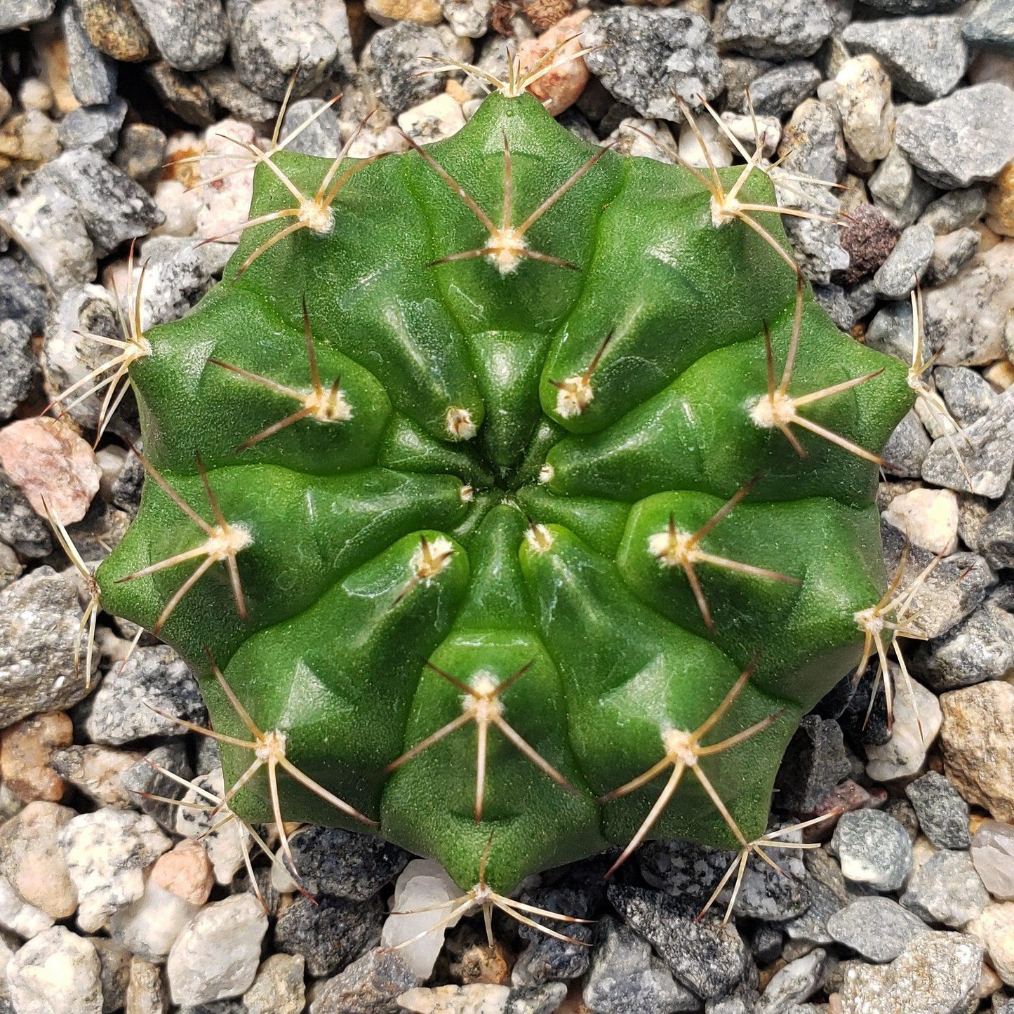 Gymnocalycium damsii torulosum