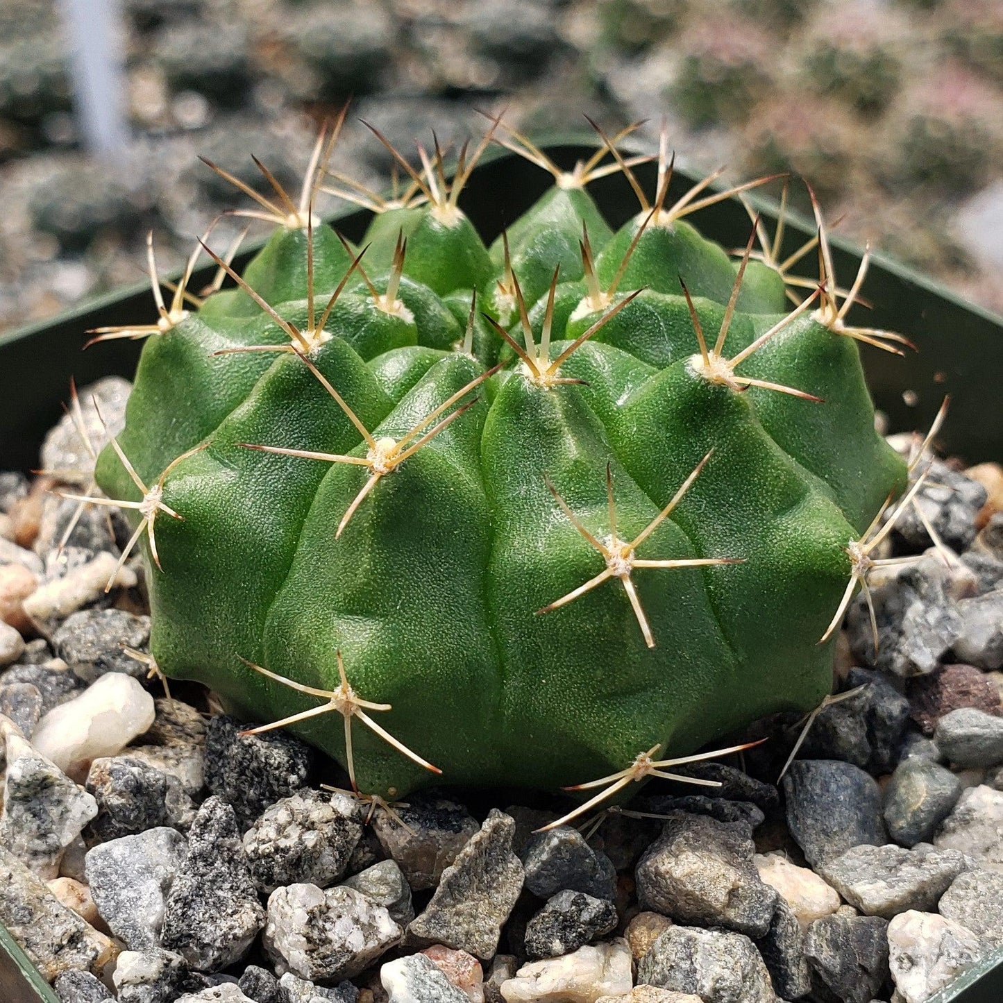 Gymnocalycium damsii torulosum