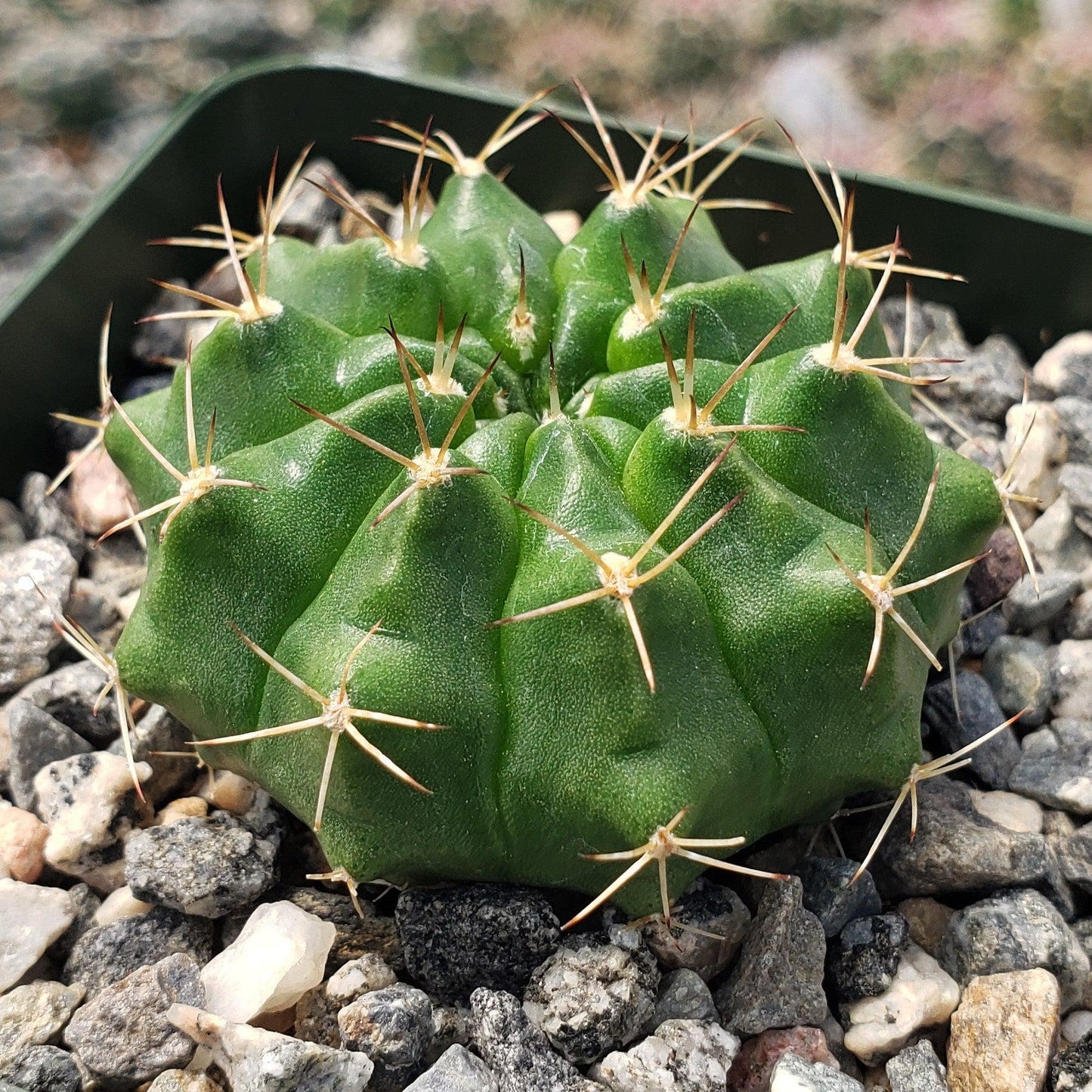 Gymnocalycium damsii torulosum