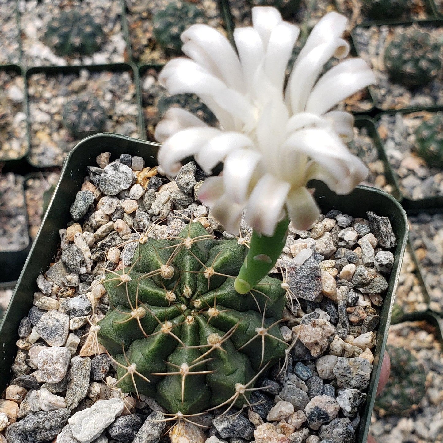 Gymnocalycium damsii torulosum