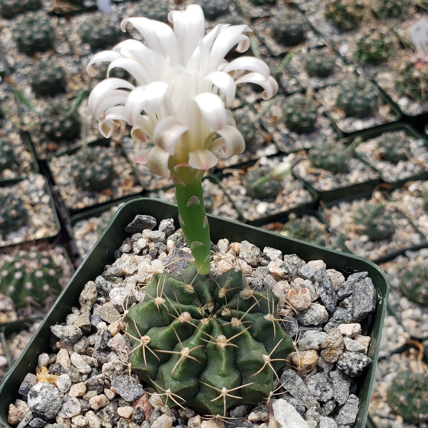Gymnocalycium damsii torulosum