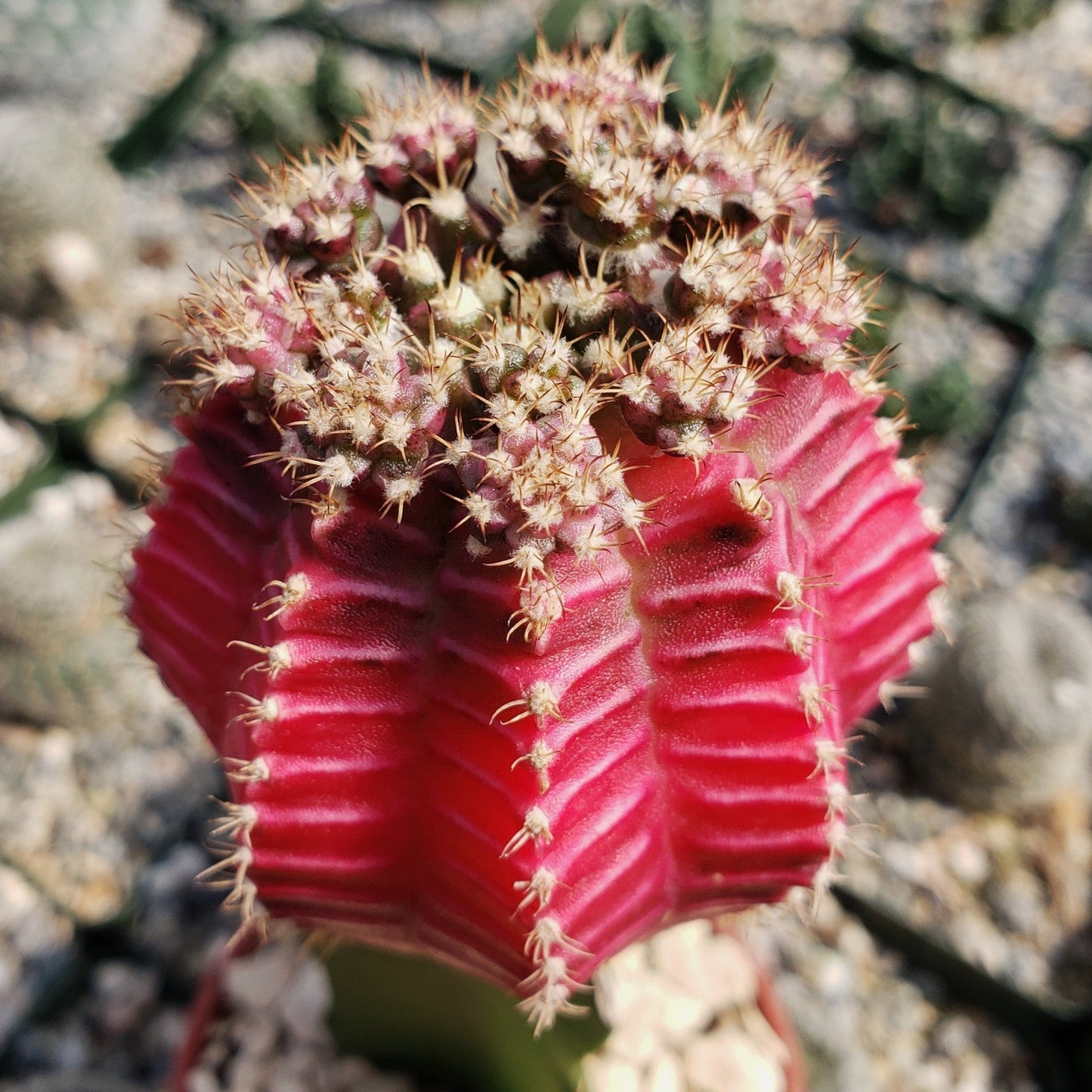 Grafted Fuchsia Moon Cactus - Gymnocalycium mihanovichii Hibotan