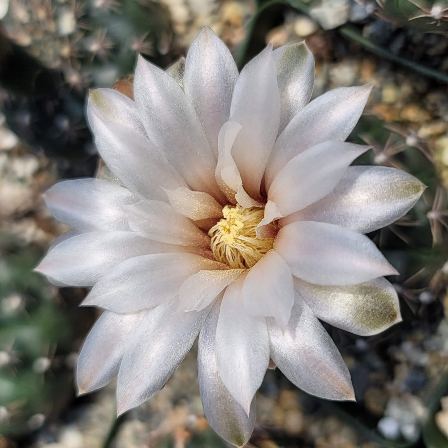 Gymnocalycium ruta