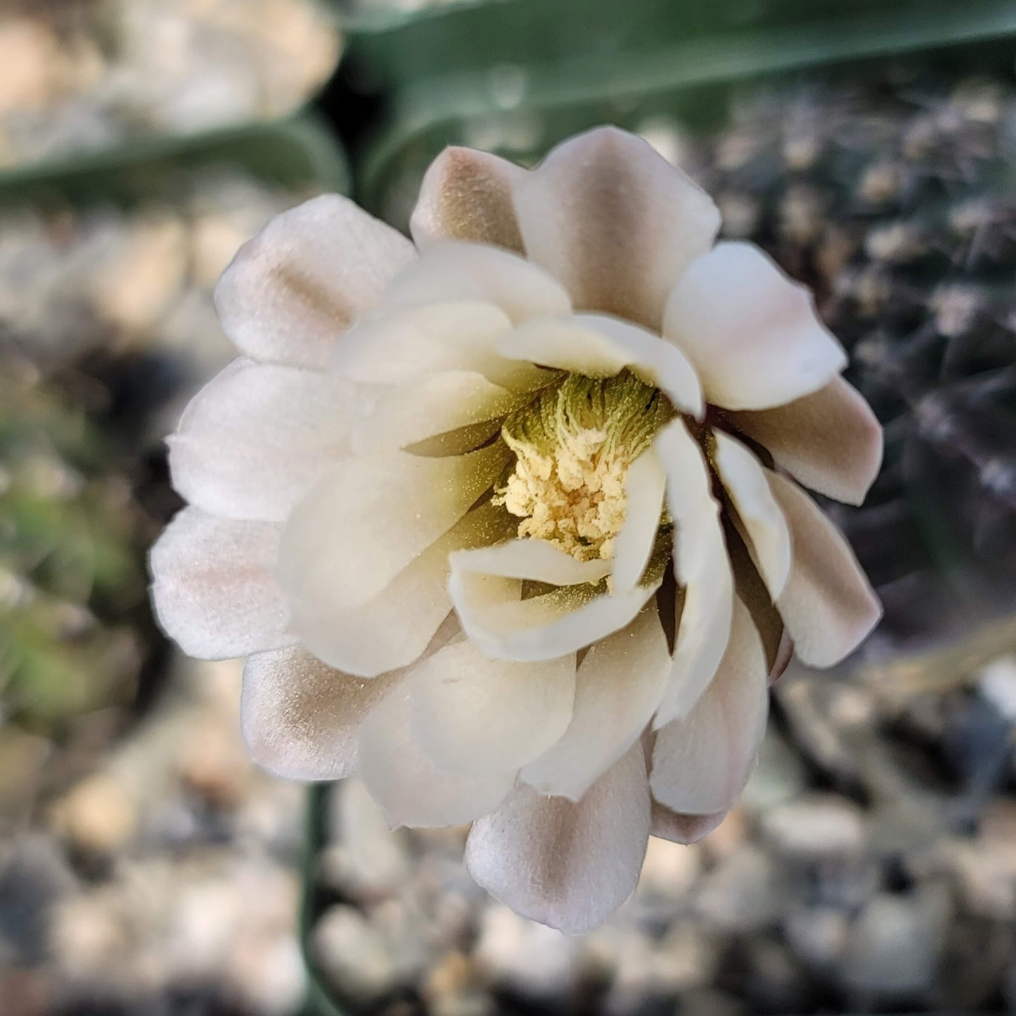 Gymnocalycium stellatum asterium