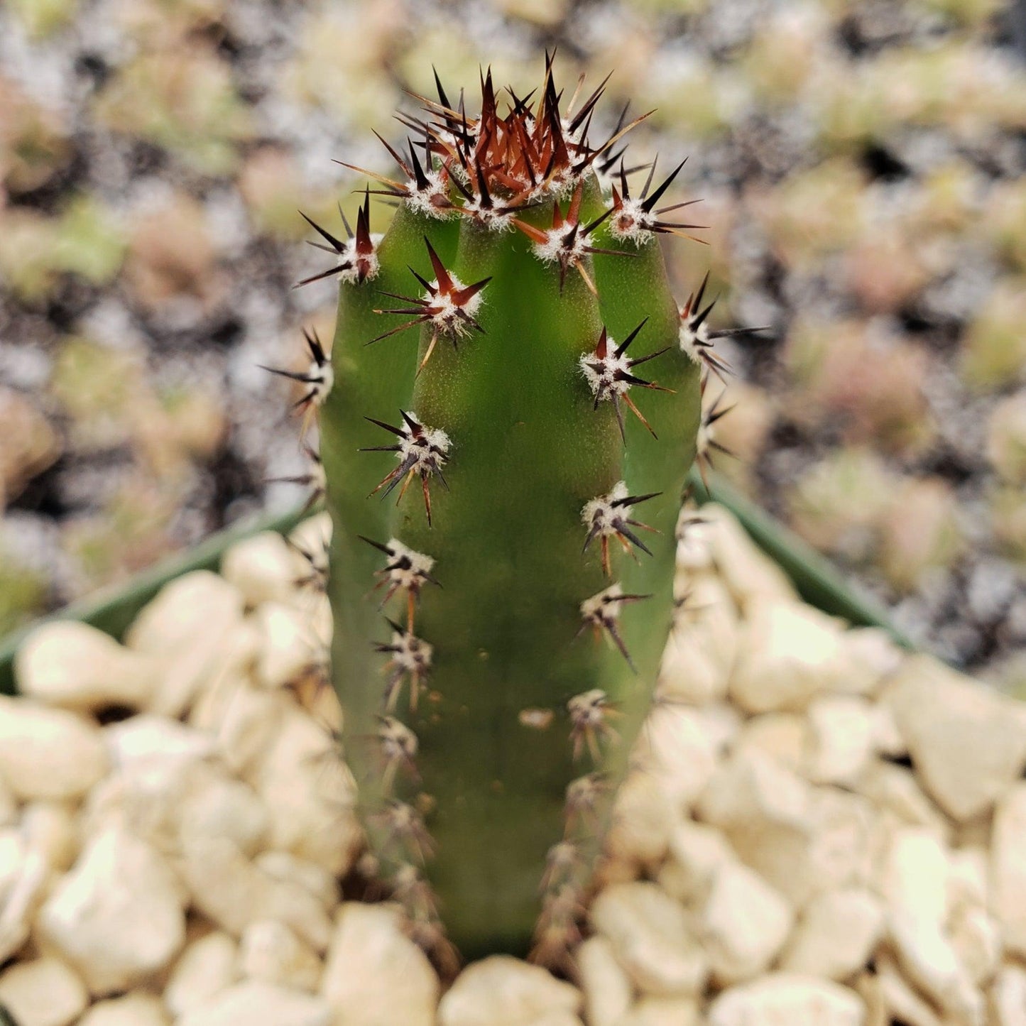 Harrisia jusbertii