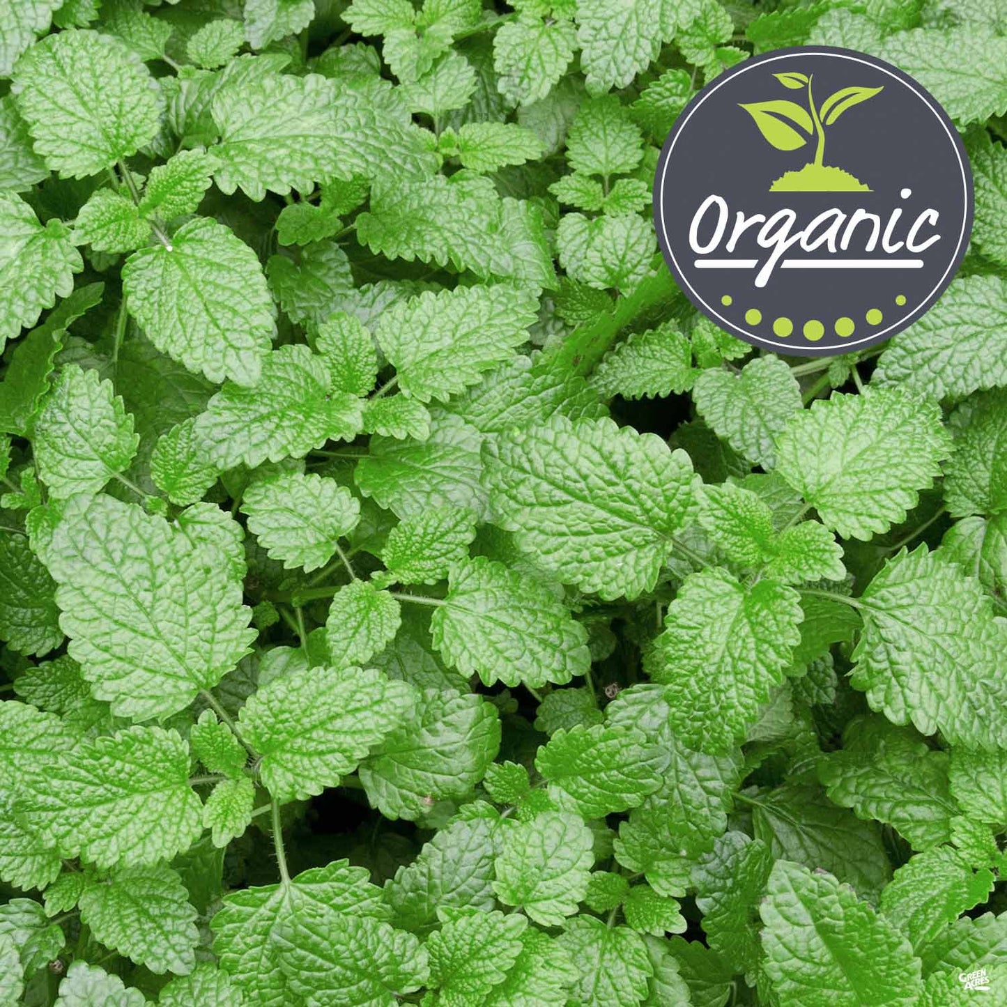 Catnip, Organic