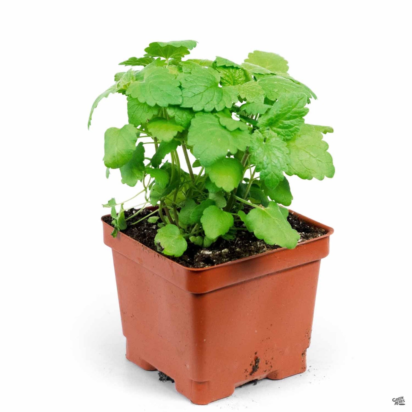 Catnip