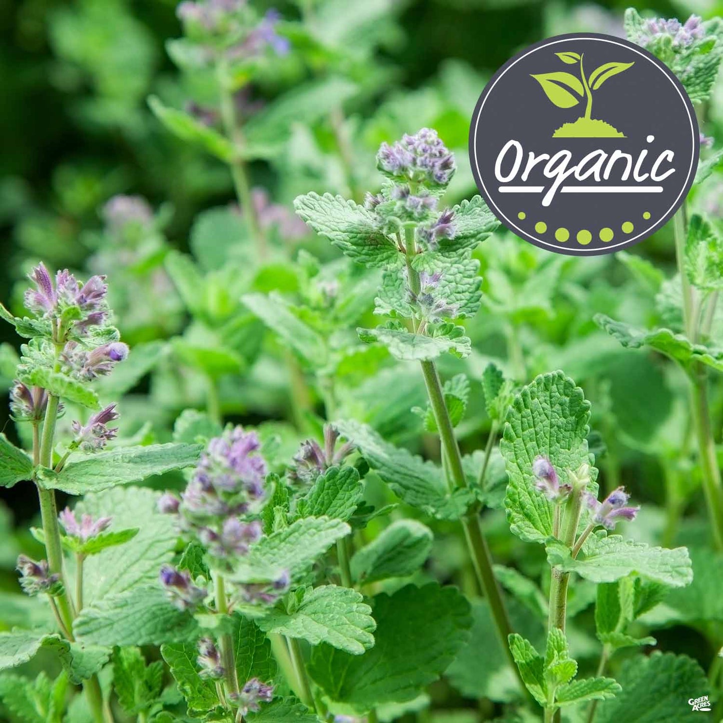 Catnip, Organic