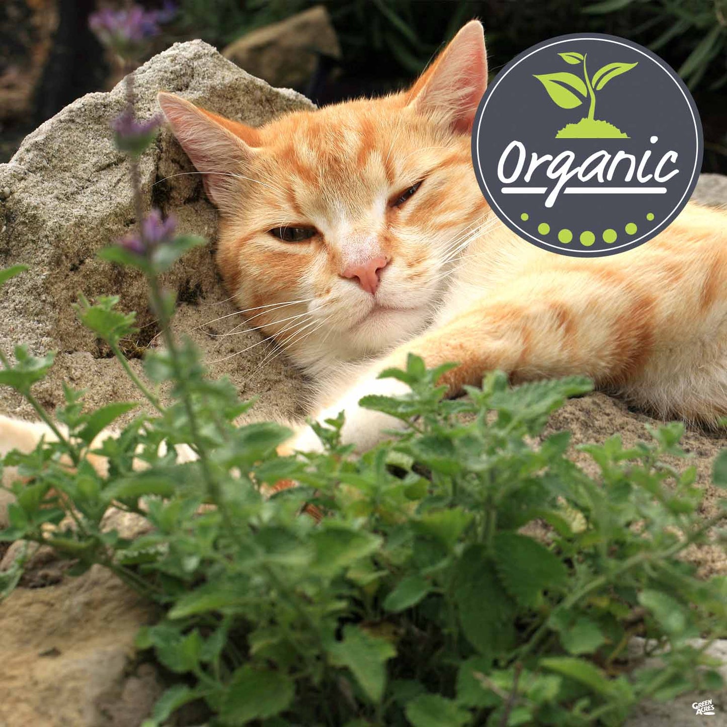 Catnip, Organic