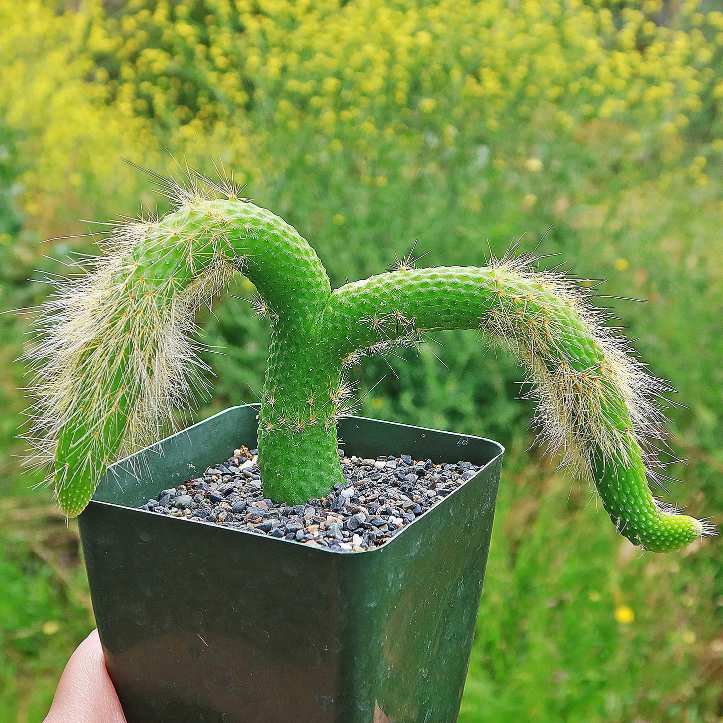 Hildewintera colademononis inermis
