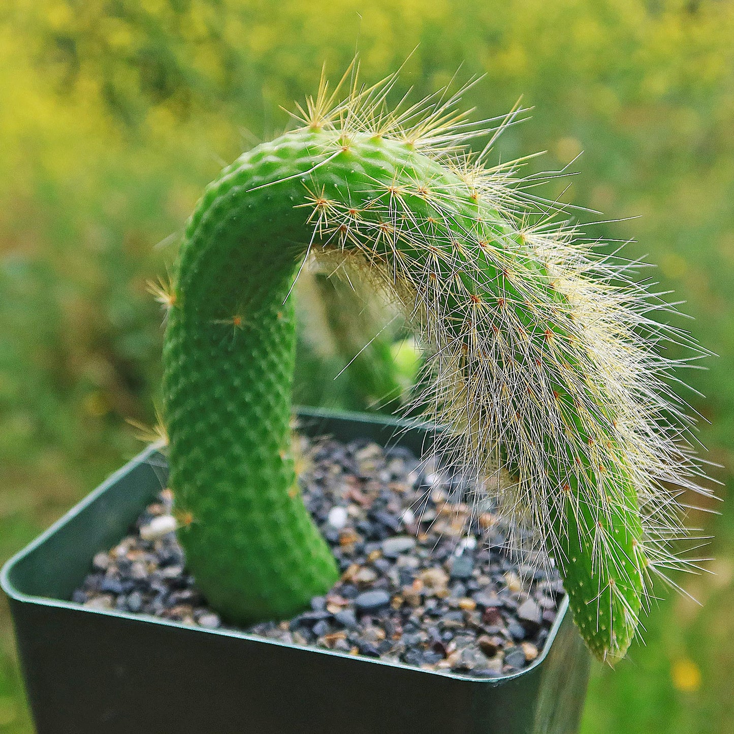 Hildewintera colademononis inermis