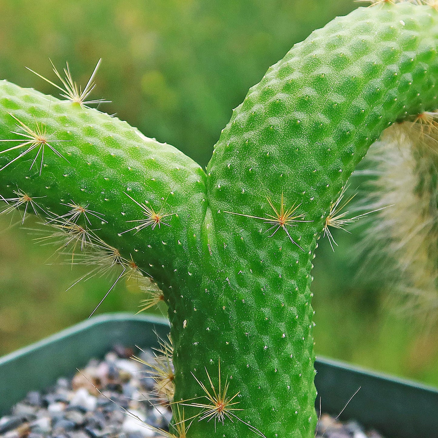 Hildewintera colademononis inermis