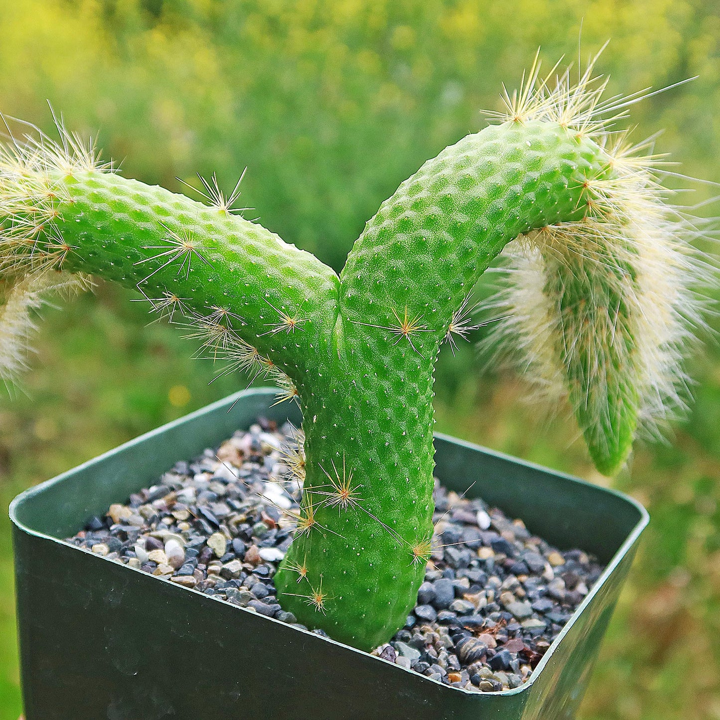 Hildewintera colademononis inermis