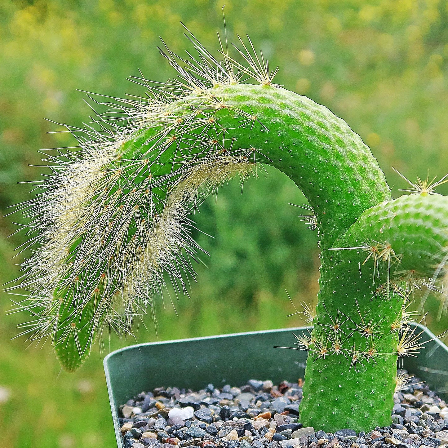 Hildewintera colademononis inermis