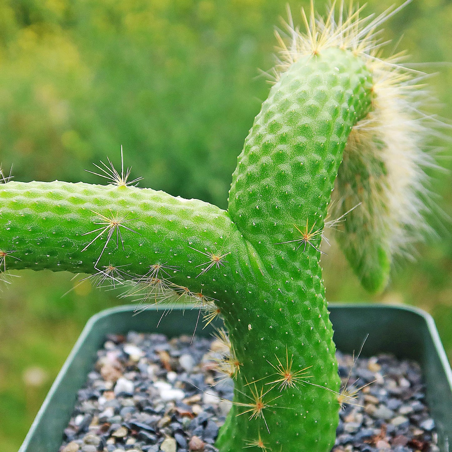 Hildewintera colademononis inermis