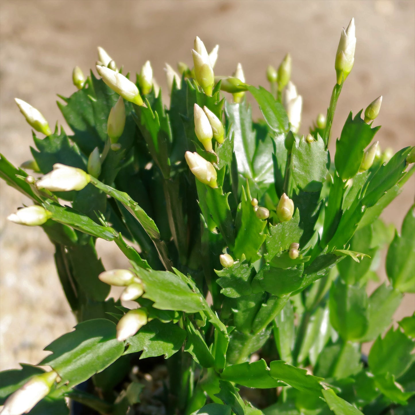 Holiday Cactus – Schlumbergera