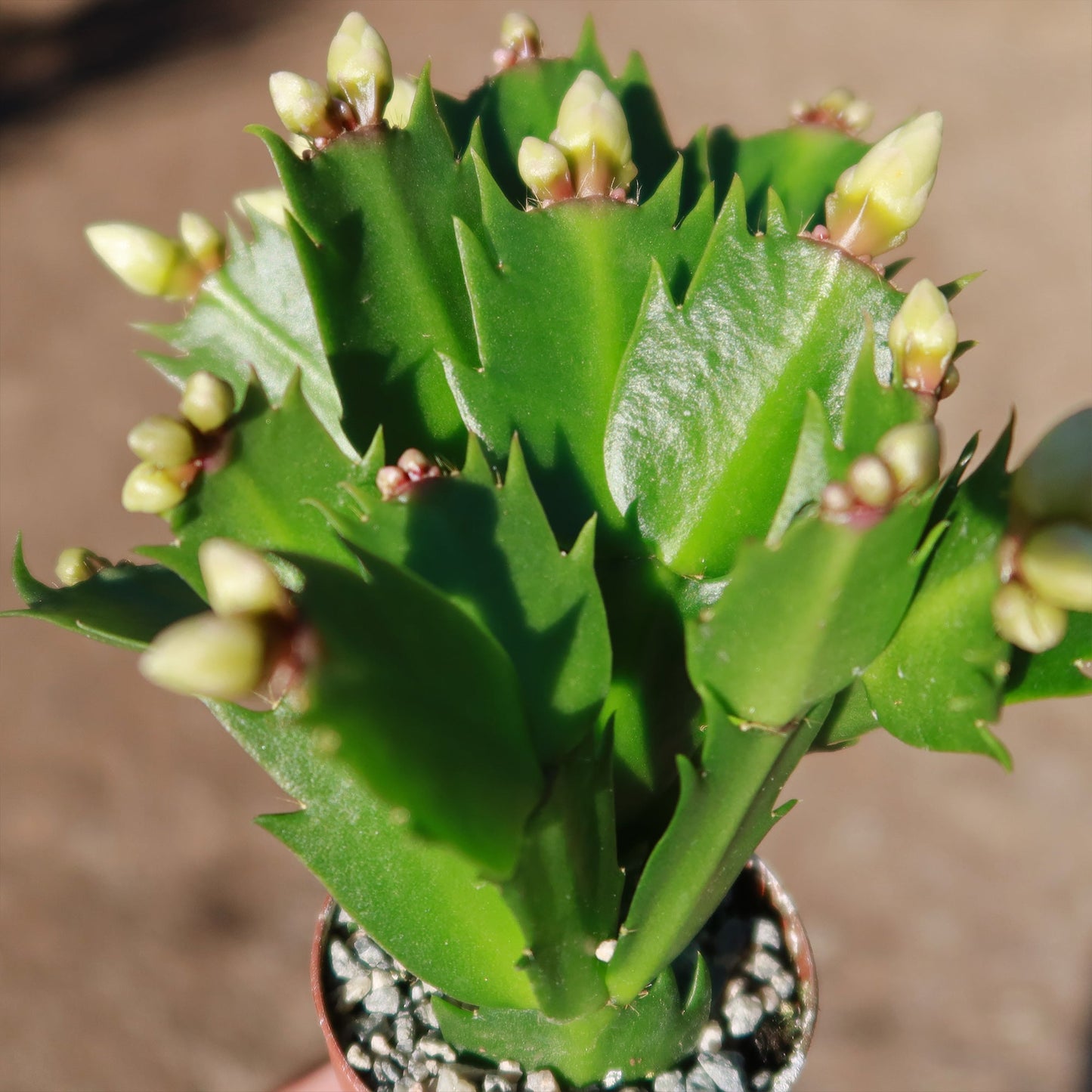 Christmas Cactus 'Schlumbergera bridgesii'