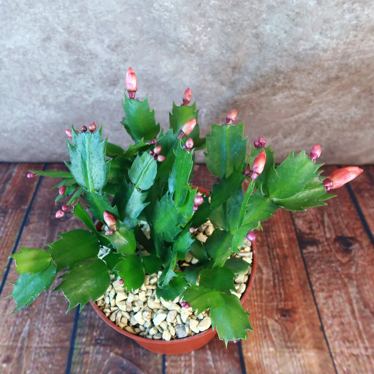 Holiday Cactus – Schlumbergera