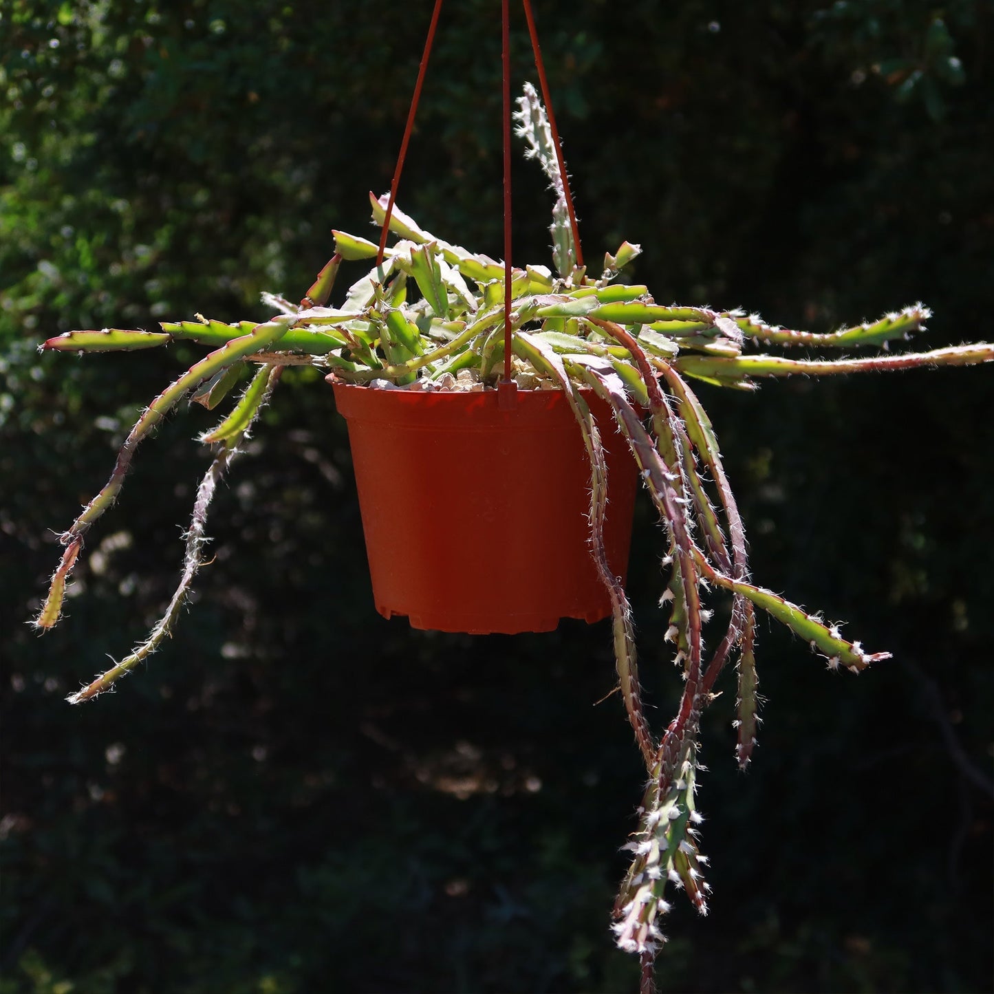 Hurricane Cactus 'Lepismium Cruciforme'