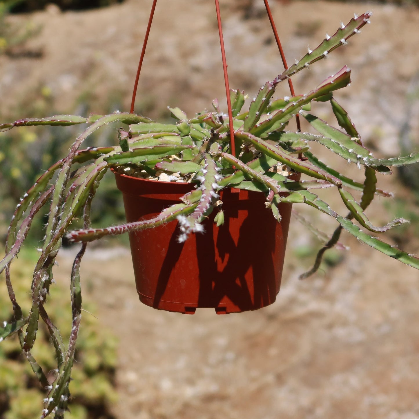 Hurricane Cactus 'Lepismium Cruciforme'