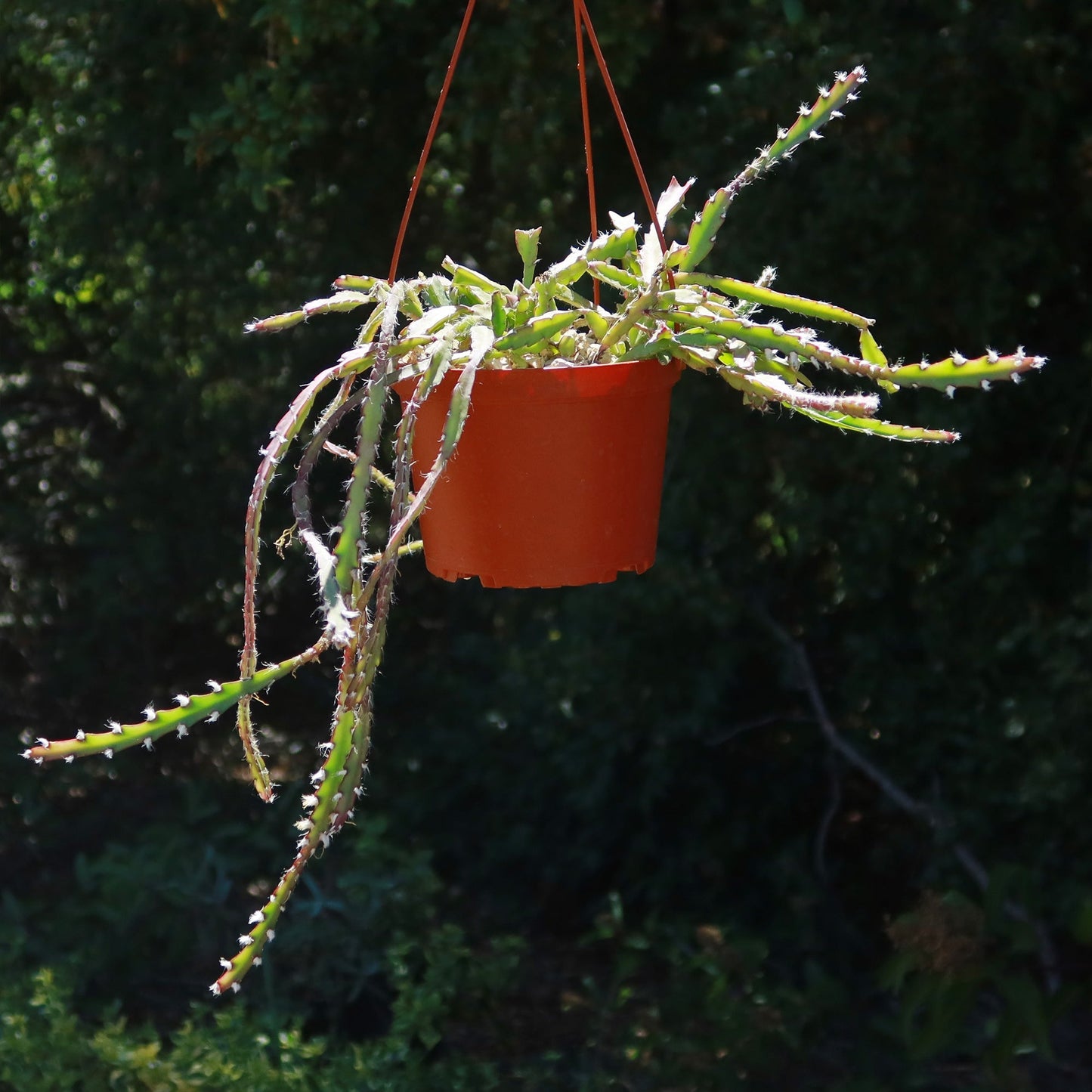 Hurricane Cactus 'Lepismium Cruciforme'