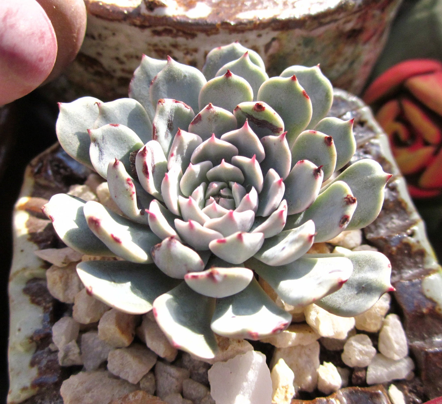 Echeveria Tuxpan