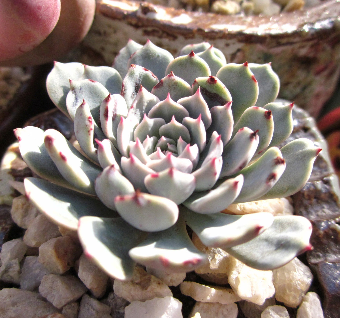 Echeveria Tuxpan