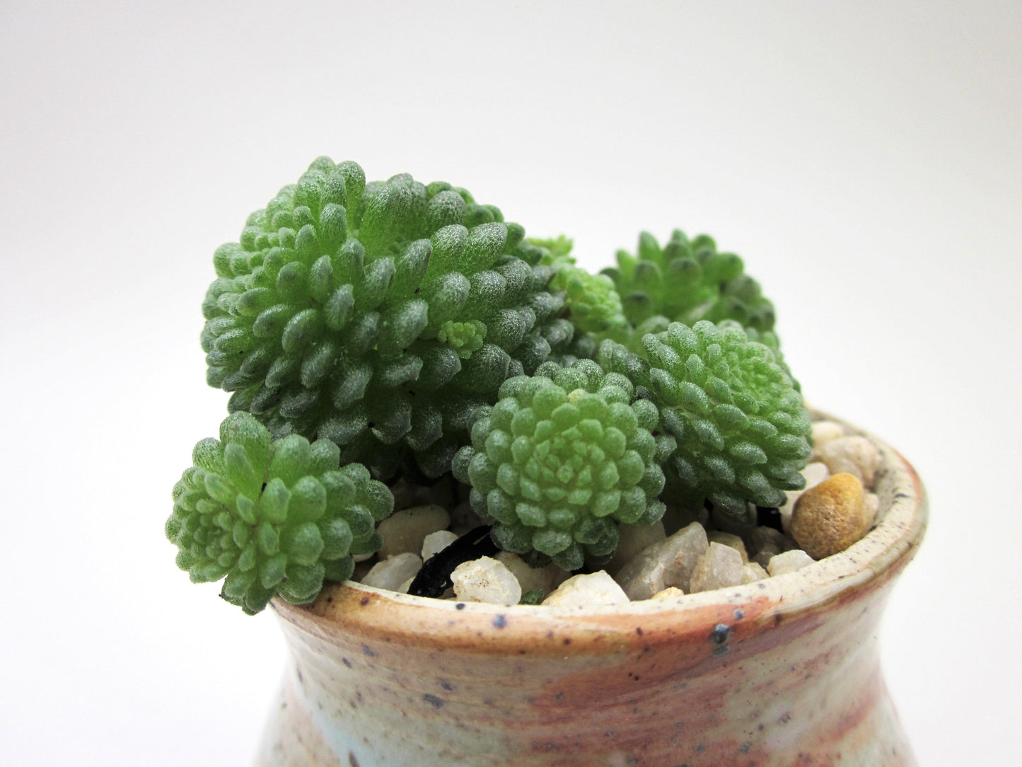 Monanthes polyphylla