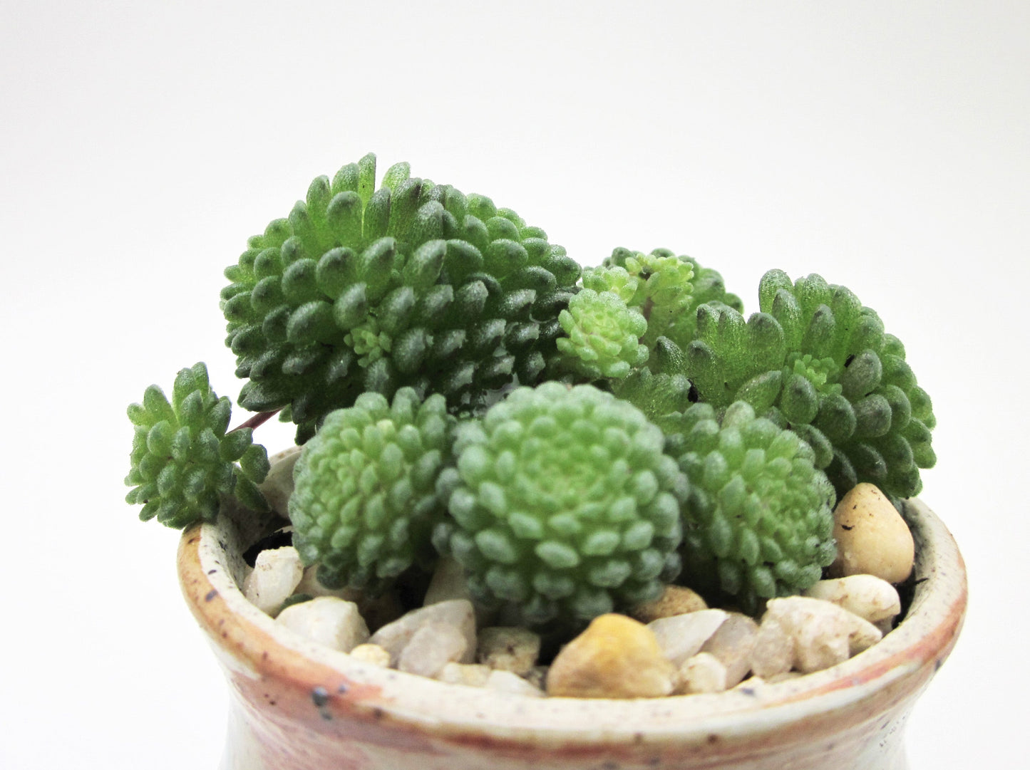 Monanthes polyphylla