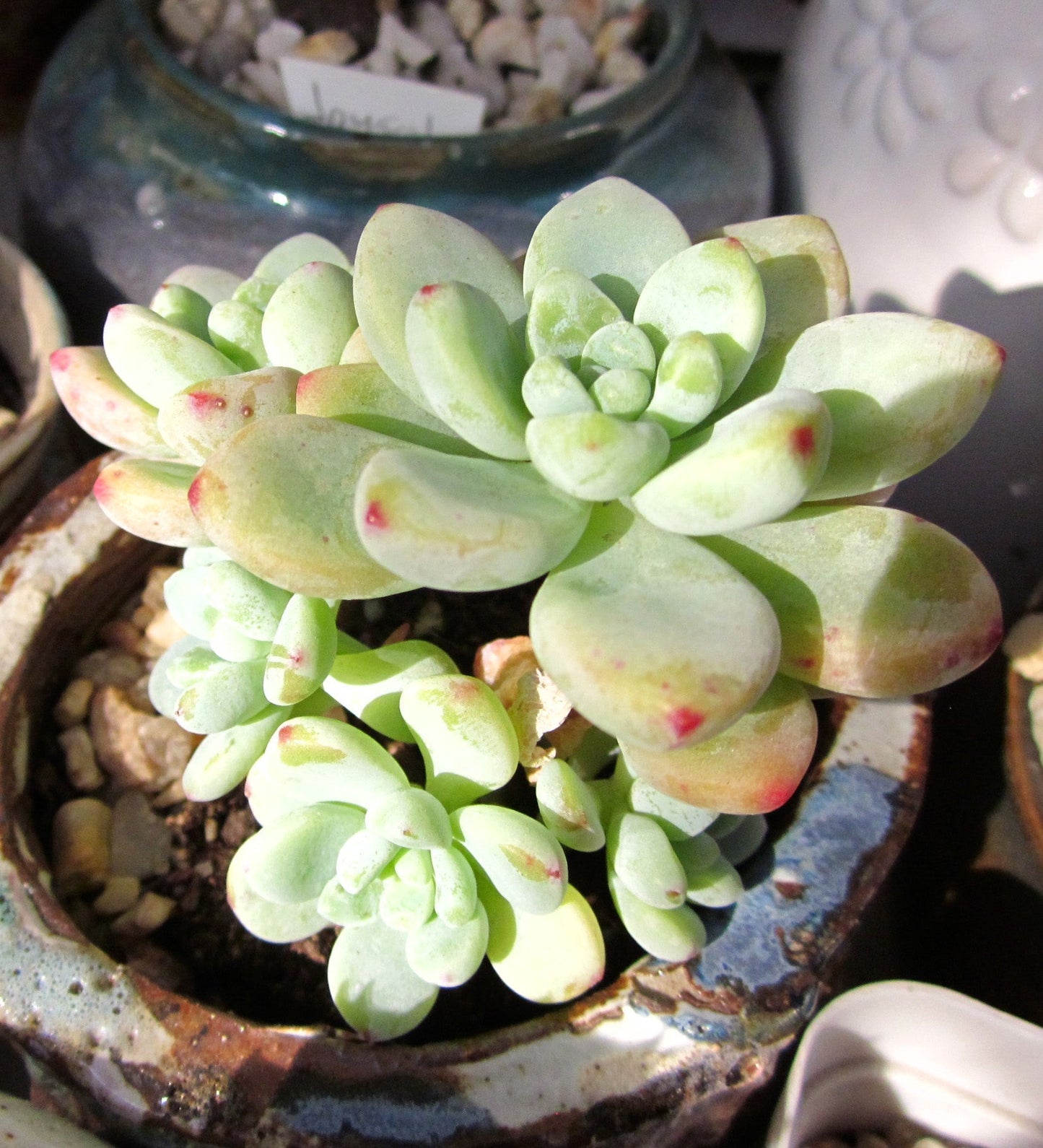 Sedum Clavatum