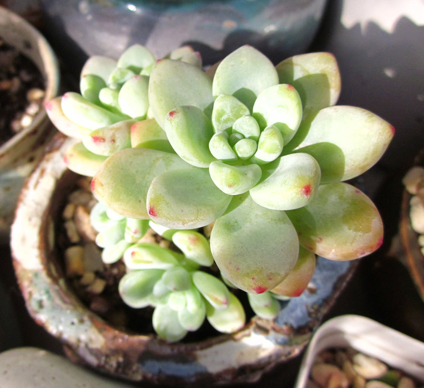 Sedum Clavatum