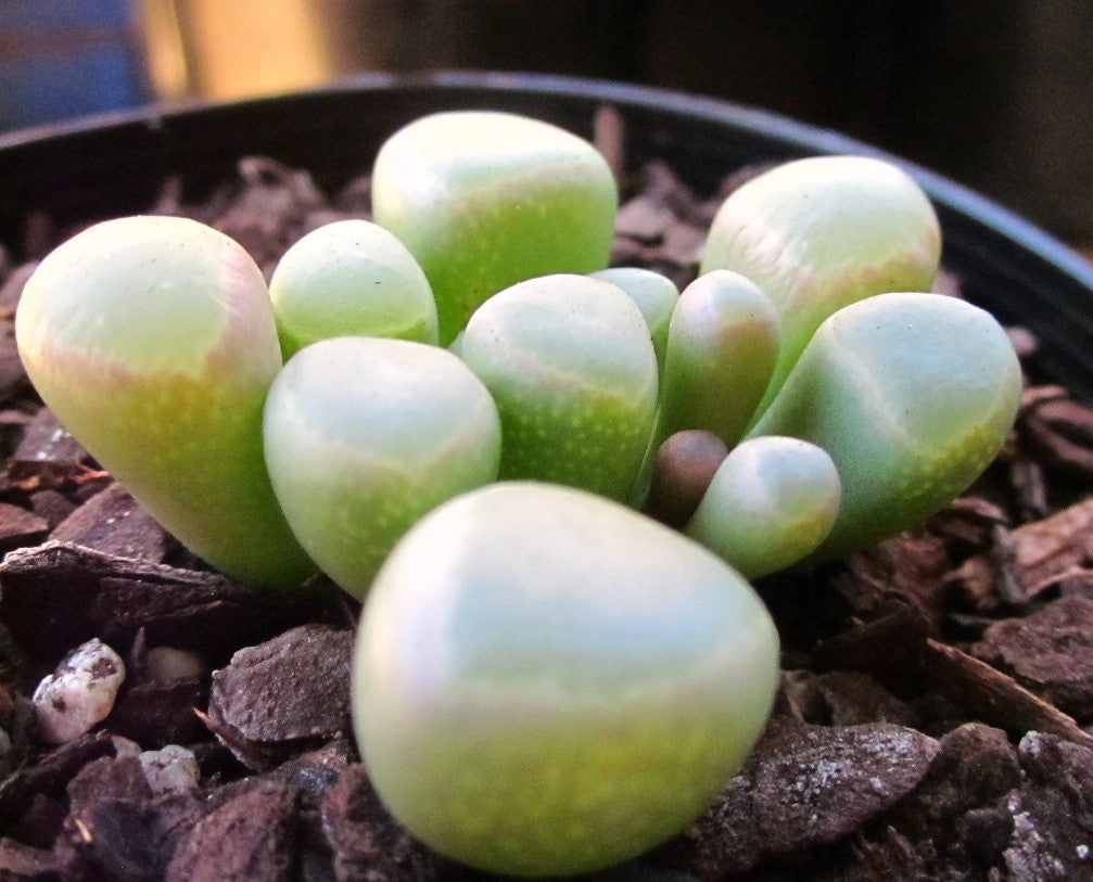 Fenestraria Rhopalophylla "baby toes'