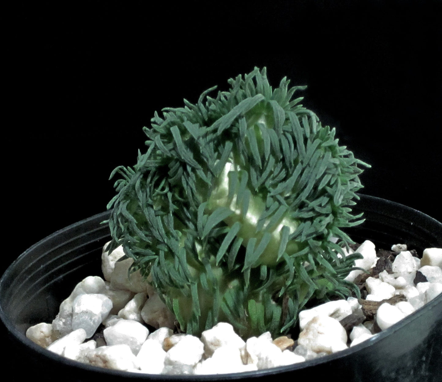 Sedum rupestre cristata 'wayne's brain'