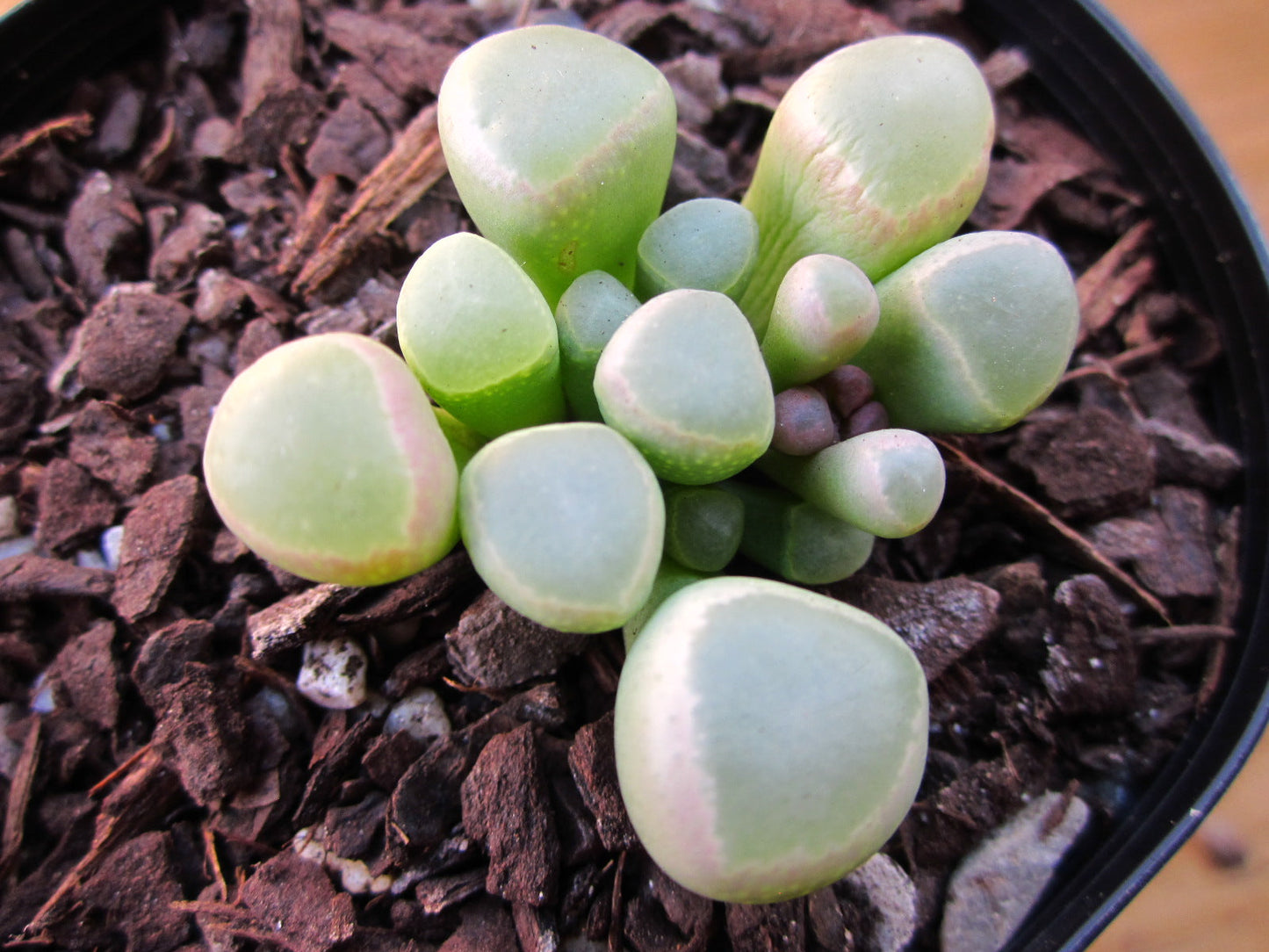 Fenestraria Rhopalophylla "baby toes'