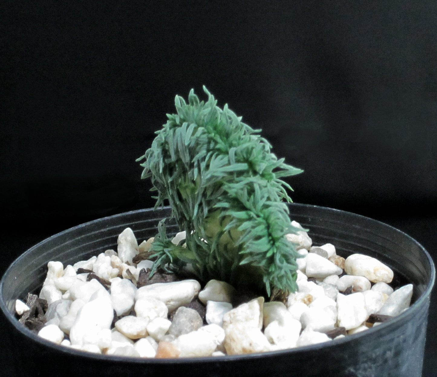 Sedum rupestre cristata 'wayne's brain'