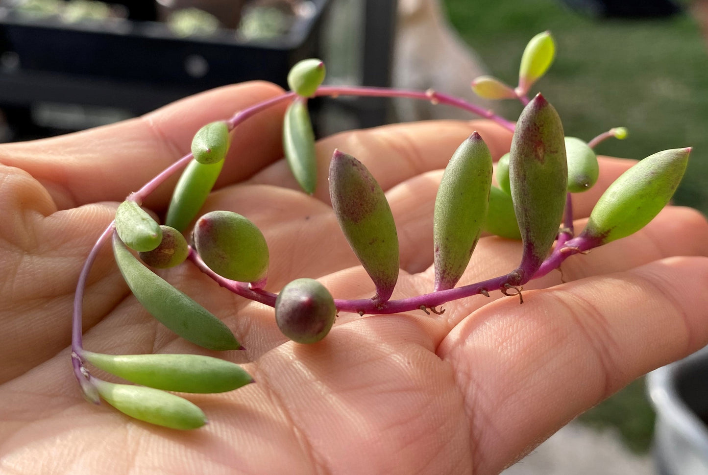 Othonna capensis 'Ruby necklace'