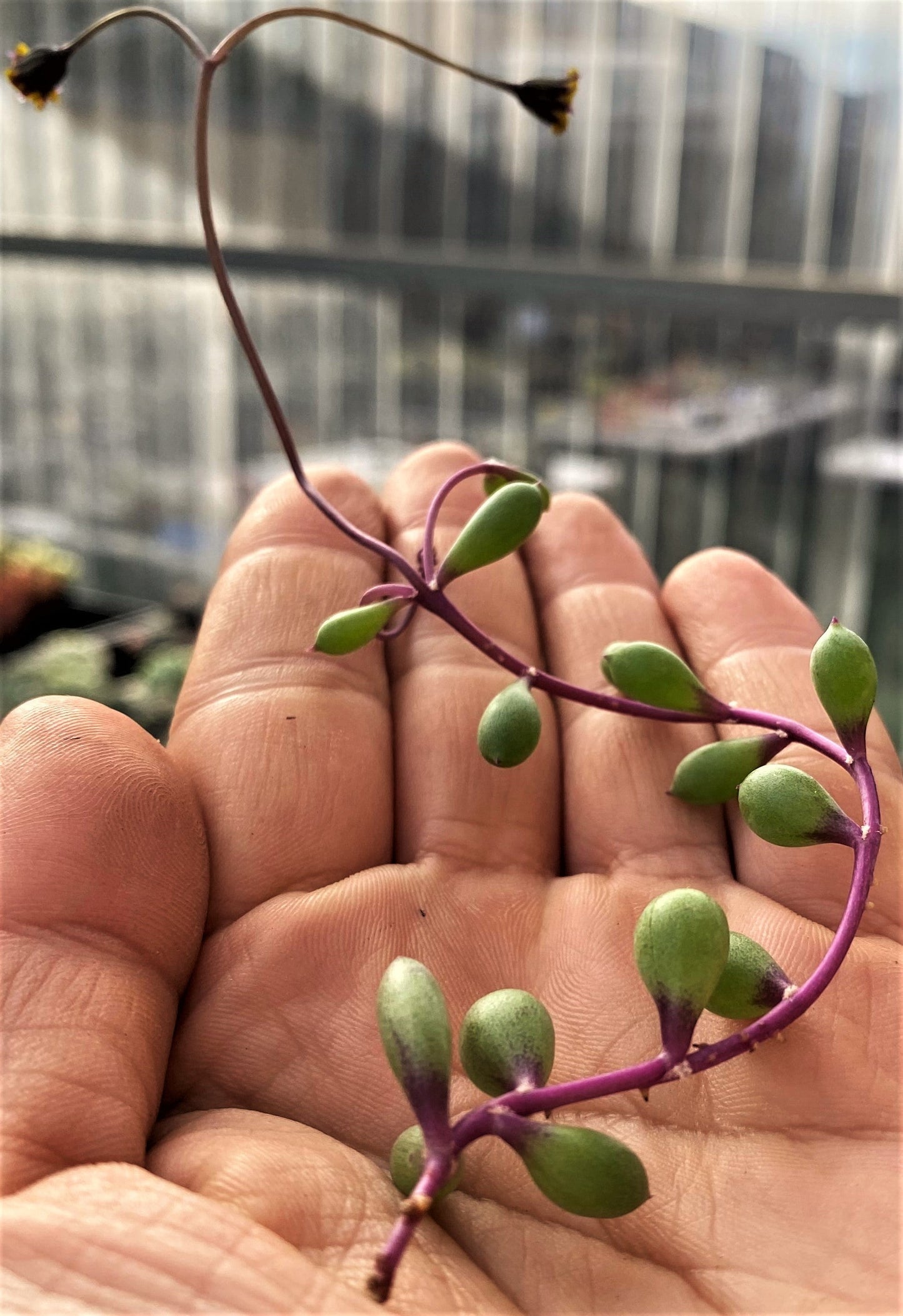 Othonna capensis 'Ruby necklace'