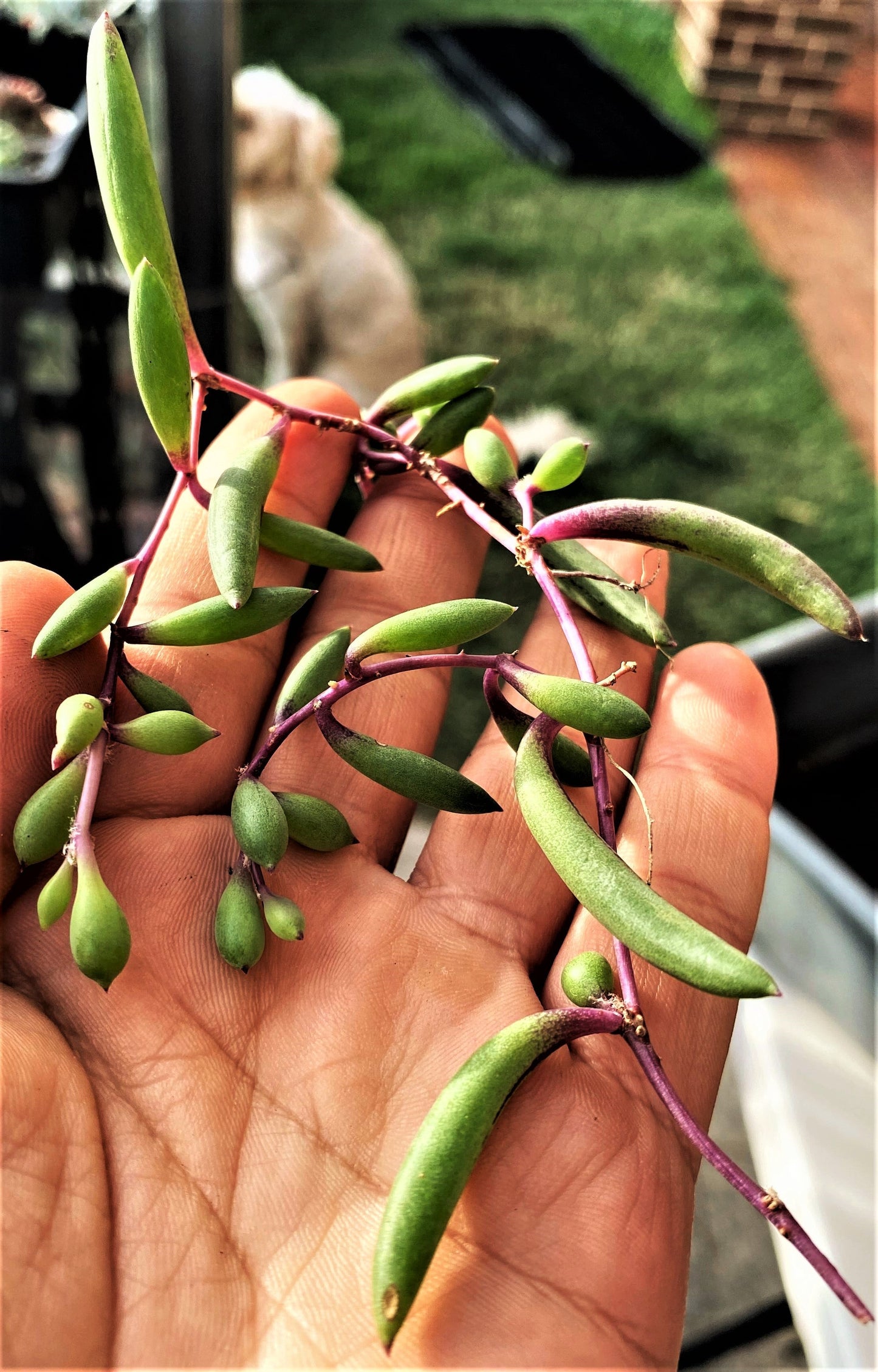 Othonna capensis 'Ruby necklace'