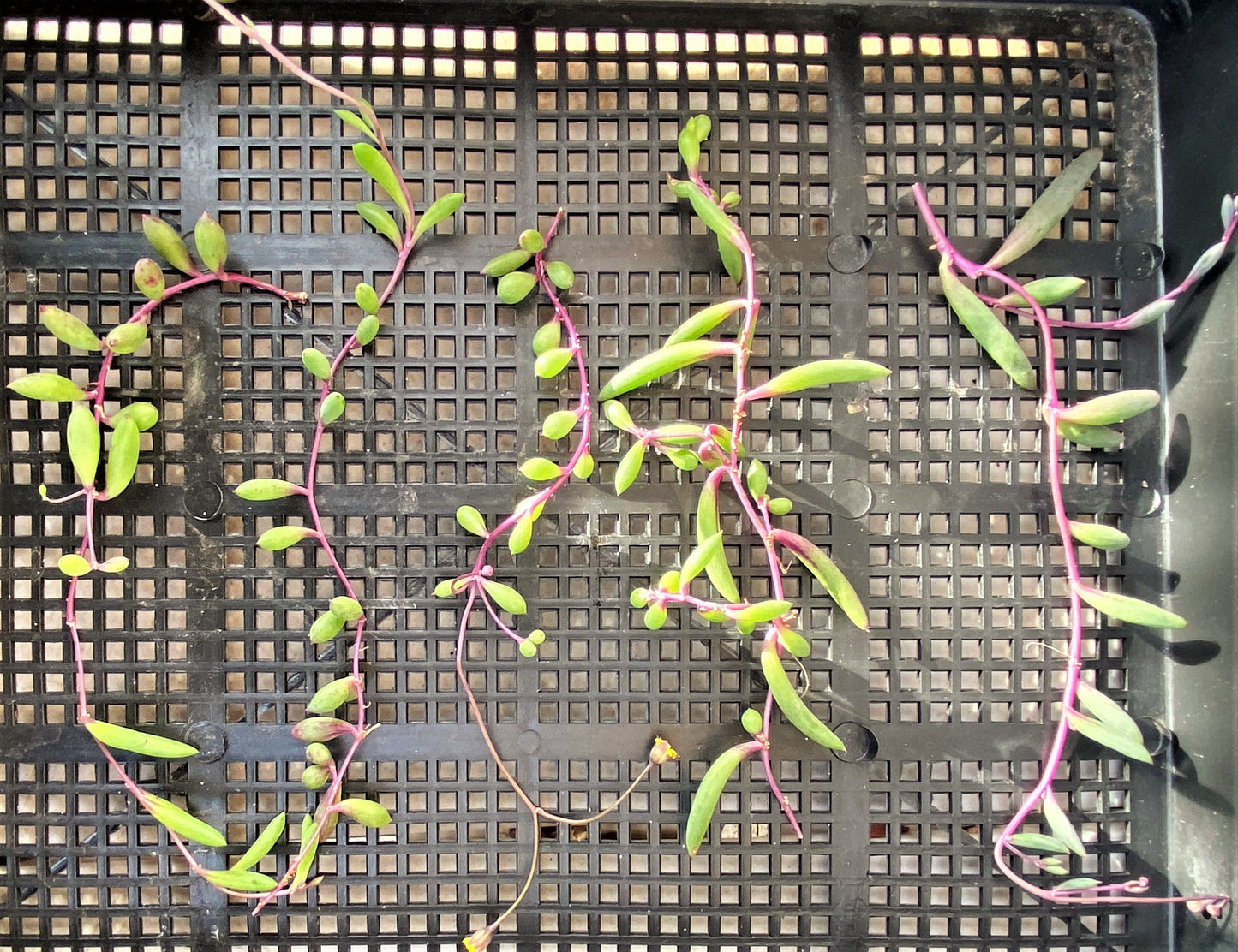 Othonna capensis 'Ruby necklace'
