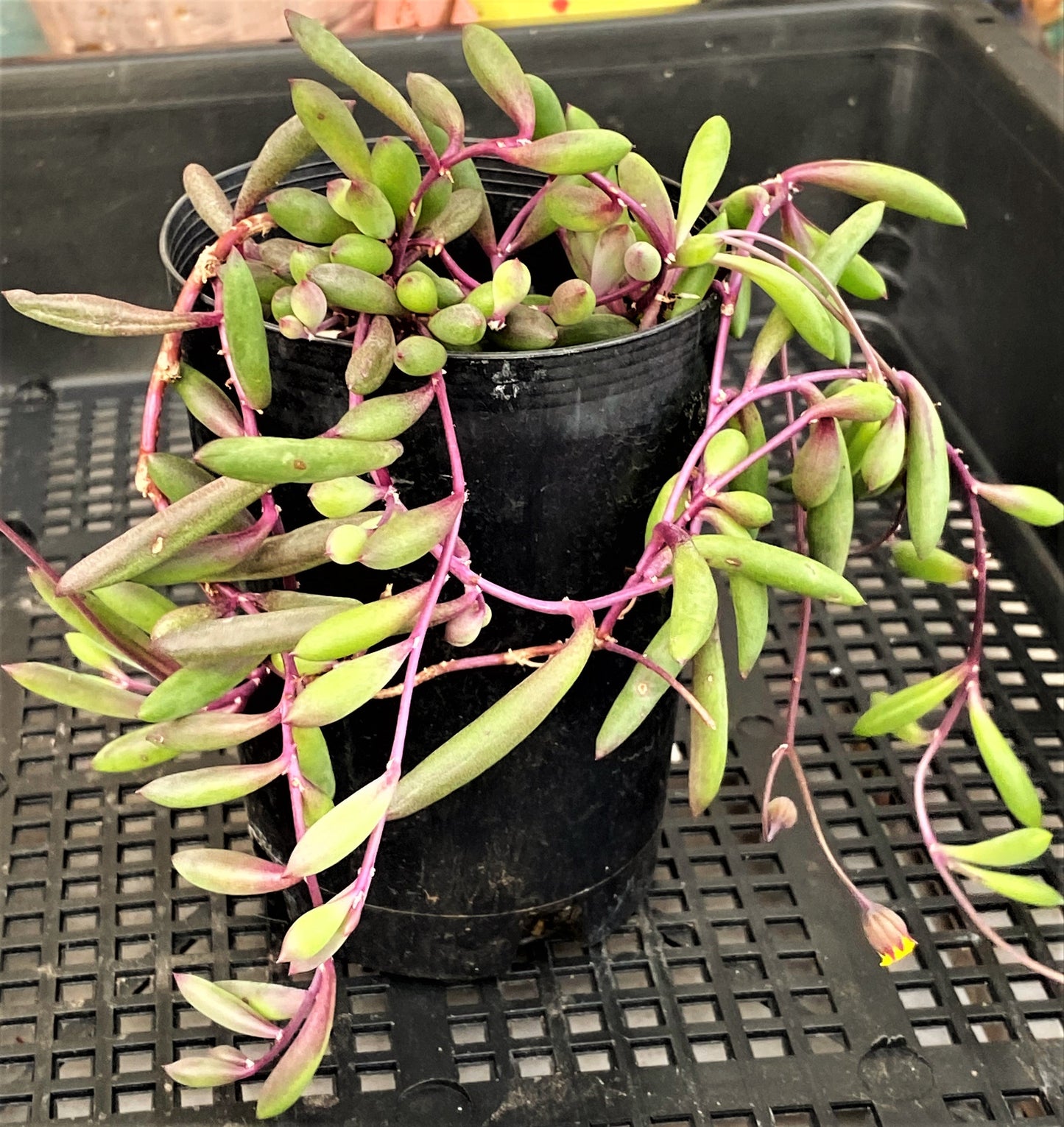 Othonna capensis 'Ruby necklace'