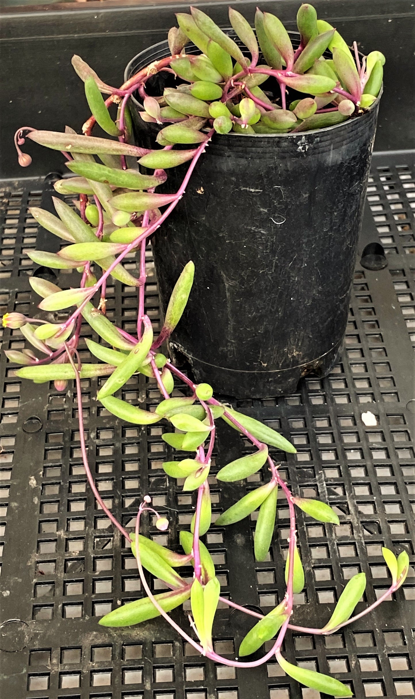 Othonna capensis 'Ruby necklace'