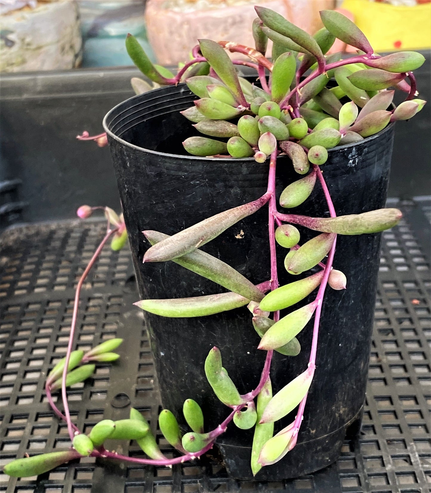 Othonna capensis 'Ruby necklace'