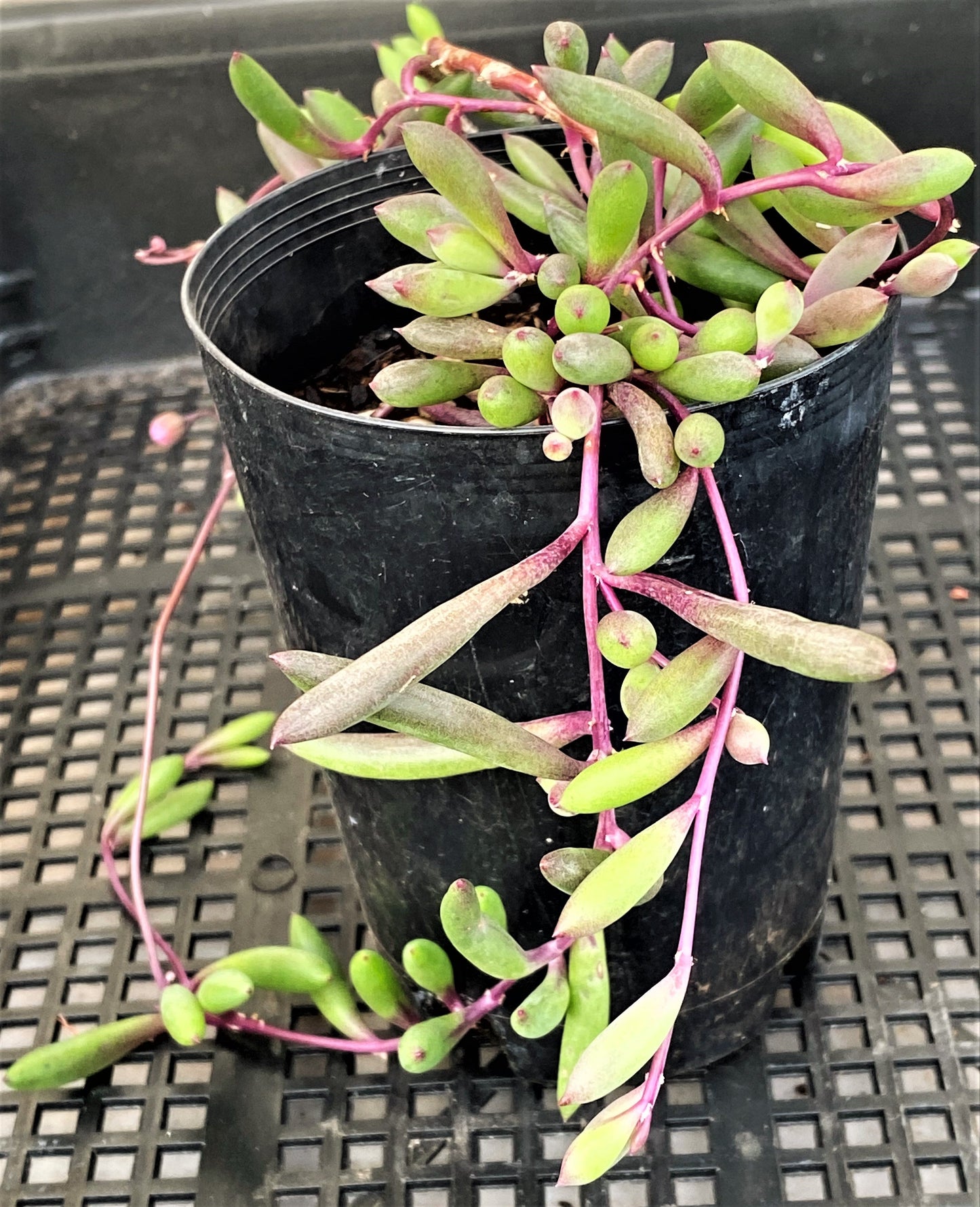 Othonna capensis 'Ruby necklace'