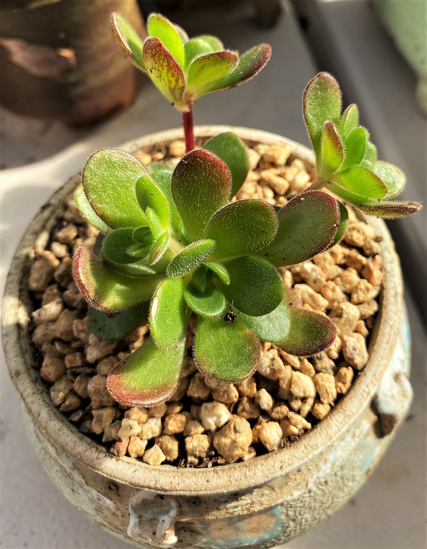 Aeonium saundersii