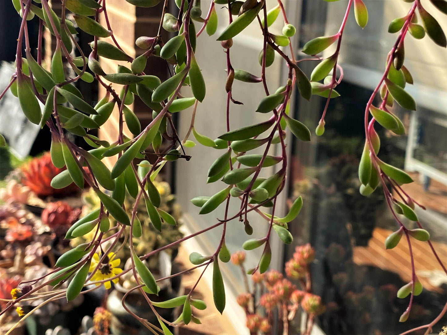 Othonna capensis 'Ruby necklace'