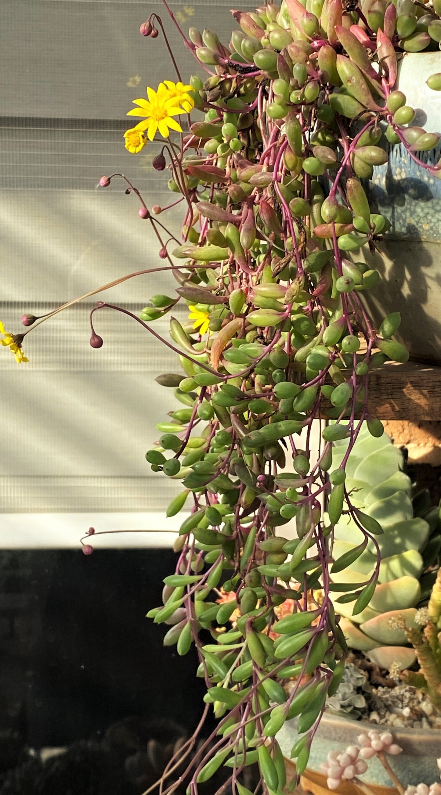 Othonna capensis 'Ruby necklace'