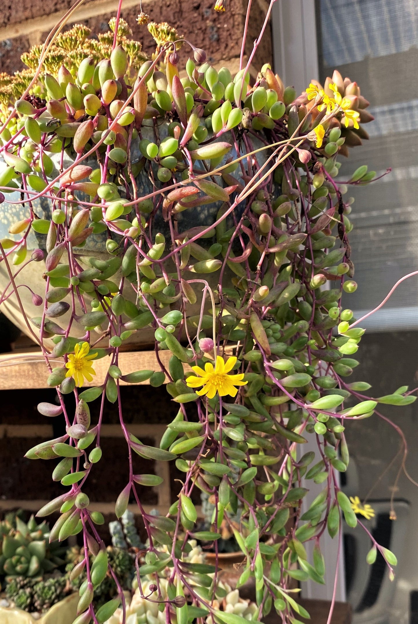 Othonna capensis 'Ruby necklace'